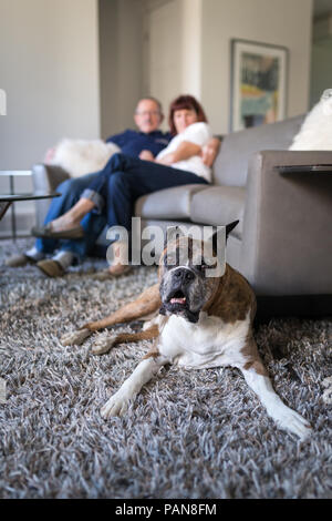 senior boxer dog laying on carpet with couple in the background on couch Stock Photo