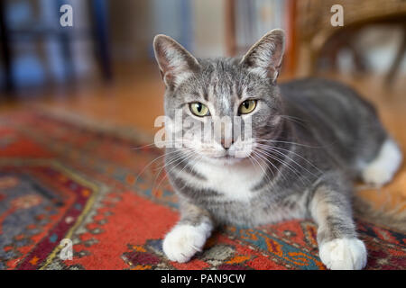 Smiling Grey Tabby Cat Sitting on Red Oriental Rug Indoors Stock Photo