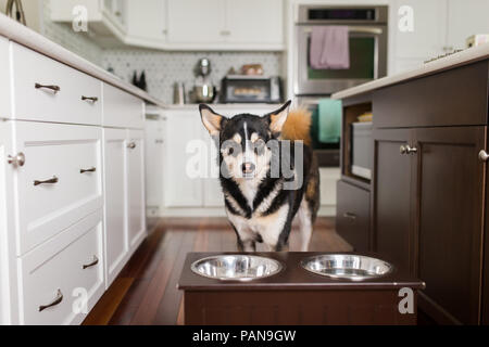 Husky dog waiting to eat in white kitchen Stock Photo