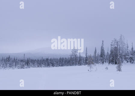 Snowy trees in Pallas-Yllästunturi National Park, Muonio ,Lapland, Finland Snowy trees in Pallas-Yllästunturi National Park, Muonio ,Lapland, Finland