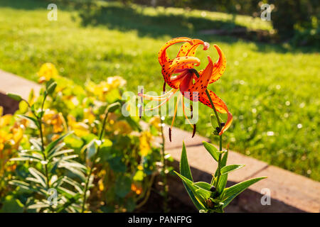 the first tiger lily bloom from a newly started plant Stock Photo