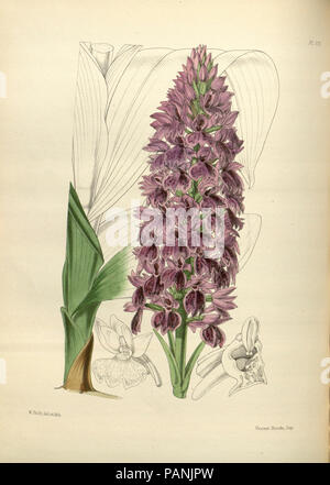 A second century of orchidaceous plants (Pl 170) Stock Photo