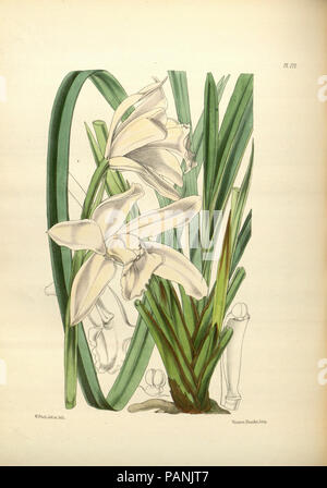 A second century of orchidaceous plants (Pl 177) Stock Photo