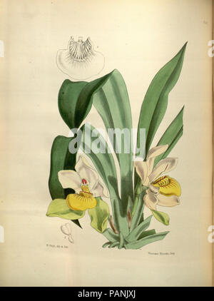 A second century of orchidaceous plants (Pl 183) Stock Photo