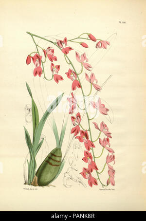 A second century of orchidaceous plants (Pl 196) Stock Photo