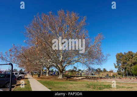 London Plane Tree in winter with children's playground in background. Bicentennial Park Tamworth NSW Australia. Stock Photo