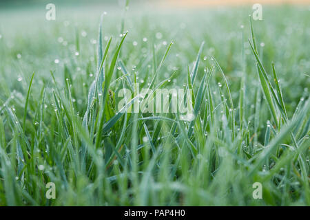 Morning dew on grass Stock Photo
