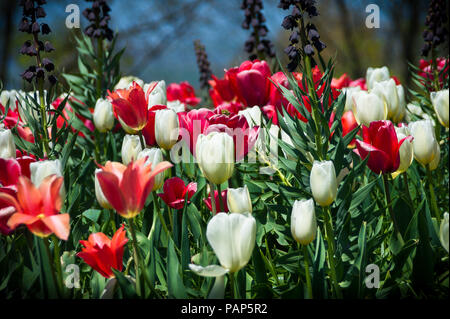 Thomas Jefferson's beautiful Monticello flowerbed - featuring colorful tulips and lupine flowers. Stock Photo