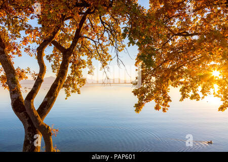 Germany, Bavaria, Chiemsee, tree with autumn leaves against evening sun Stock Photo