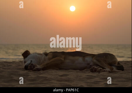 Dog sleeping peacefully on beach during beautiful orange sunset in Anjuna, Goa - India Stock Photo