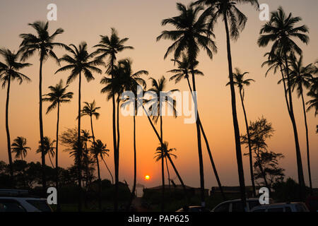 Tall coconut trees dotting the beach parking lot in Goa, India Stock Photo