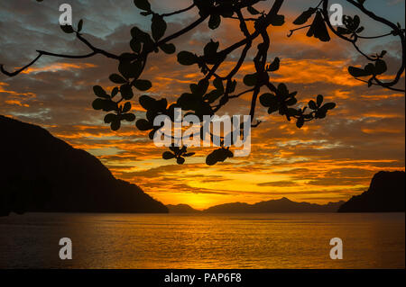 Talisay Tree branches silhouetted by a stunning orange island sunset over the sea - El Nido, Palawan - Philippines Stock Photo