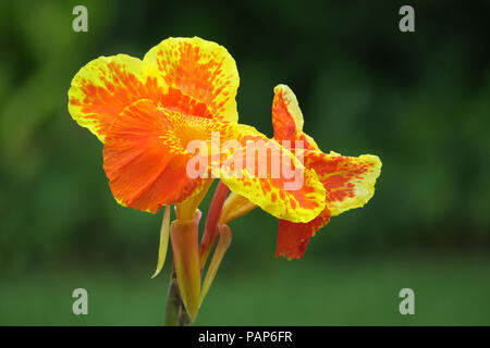 Yellow and Orange Tropical Canna Flower in Puerta Princesa, Palawan Stock Photo