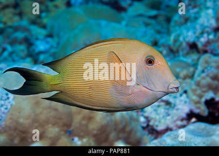 The striated surgeonfish, Ctenochaetus striatus, is also known as a striped bristletooth. This species is in the family Acanthuridae and can reach a m Stock Photo