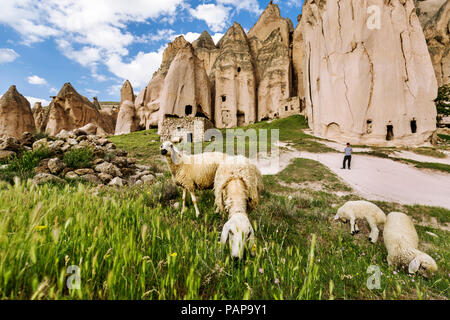 Turkey, Aksaray Province, Guzelyurt, Selime, Sheep grazing on pasture Stock Photo