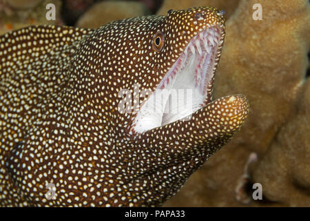A close look at the mouth of a whitemouth moray eel, Gymnothorax meleagris, showing the curved teeth in the upper jaw for holding prey, Hawaii. Stock Photo