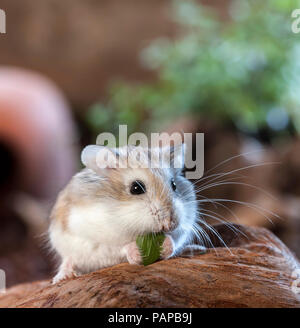 Roborovski Hamster (Phodopus roborovskii). Adult on a root, eating. Germany Stock Photo