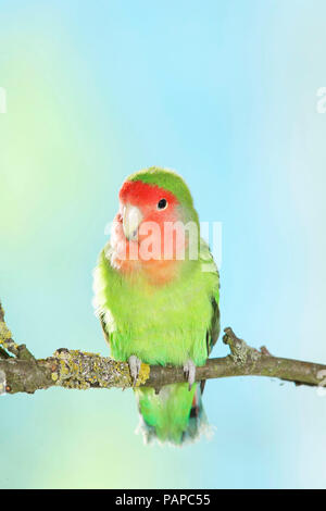 Rosy-faced Lovebird (Agapornis roseicollis). Adult bird perched on twig. Germany. Stock Photo