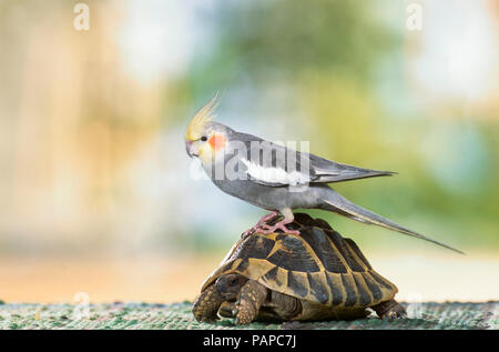 Animal friendship. Cockatiel (Nymphicus hollandicus) standing on Hermanns Tortoise (Testudo hermanni) Stock Photo