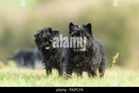 Monkey Terrier. Two adults standing on grass. Germany. Stock Photo