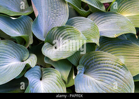 Beautiful leaves of hosta plant in the garden Stock Photo