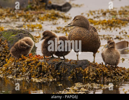 Eider Duck and chicks prepare for 'photo-shoot' Stock Photo