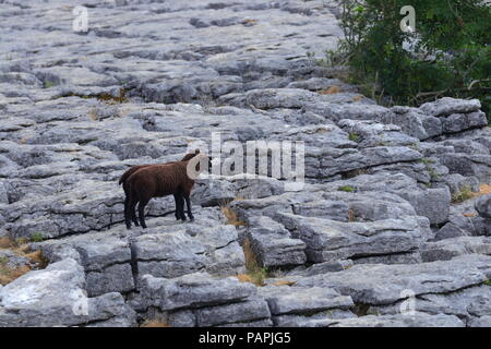 Brown lambs standing on the limestone pavements above Malham Cove in the Yorkshire Dales Stock Photo