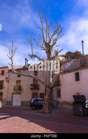 Platanus acerifolia, London plane tree, Oria, Almanzora Valley, Almeria province, Andalucía, Spain Stock Photo