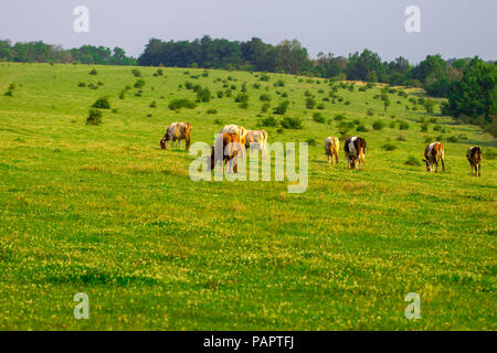 Herd of cows grazing  in the middle of the field in summer. Stock Photo