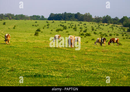 Herd of cows grazing  in the middle of the field in summer. Stock Photo