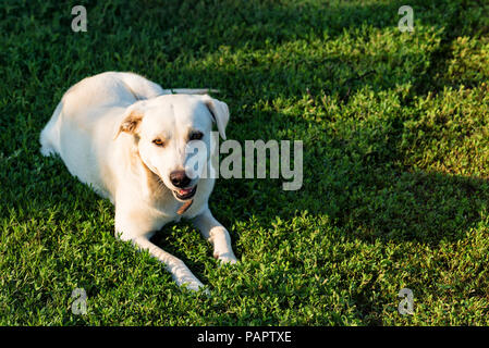 Labrador retriever lies on grass Stock Photo