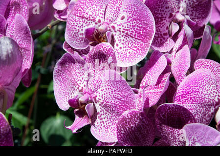 Sydney Australia, multi toned purple moth orchid flowers Stock Photo
