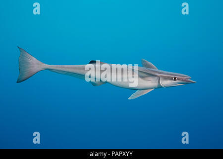 The remora or shark sucker, Echeneis naucrates, attaches to sharks and other large marine life for a free ride and to feed on the scraps of thier prey Stock Photo