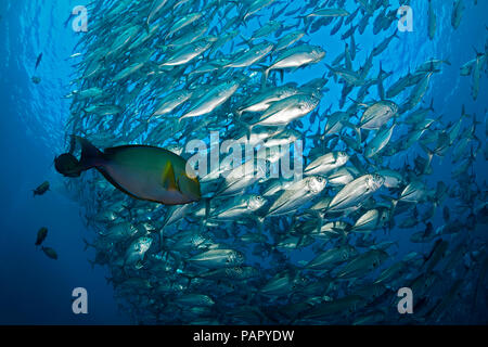 This yellowfin surgeonfish, Acanthurus xanthopterus, follows the schooling bigeye jacks, Caranx sexfasciatus, and feeds on the jacks excrement, at the Stock Photo