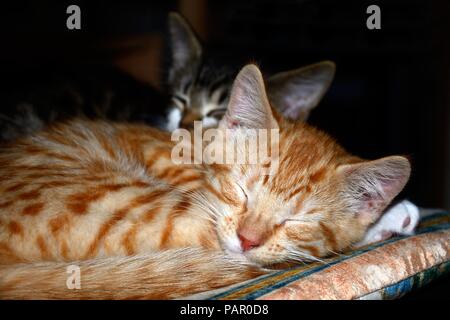 Ginger kitten curled up asleep on a cushion with a grey kitten to the rear, England, UK, Europe. Stock Photo