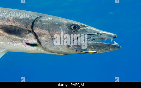 Great barracuda, Sphyraena barracuda, can reach as much as six feet in length. This individual is being cleaned by endemic Hawaiian cleaner wrasse, La Stock Photo