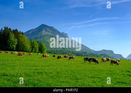 Germany, Bavaria, Upper Bavaria, Chiemgau, Achen Valley, Hochplatte, cows on meadow near Schleching Stock Photo