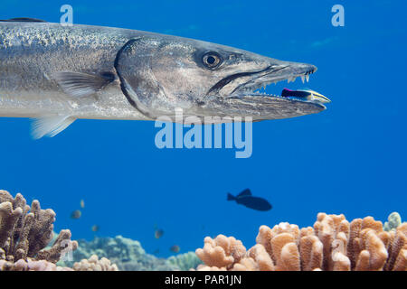 Great barracuda, Sphyraena barracuda, can reach as much as six feet in length. This individual is being cleaned by an endemic Hawaiian cleaner wrasse, Stock Photo