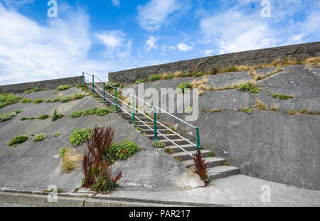 Old sea steps set amid weathered concrete with wildflowers, including Rock Samphire growing in the cracks at Criccieth, Wales. Stock Photo