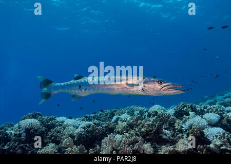 Great barracuda, Sphyraena barracuda, can reach as much as six feet in length.  Hawaii. Stock Photo