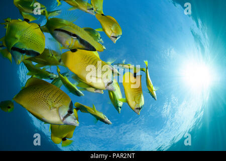 Schooling milletseed butterflyfish, Chaetodon miliaris, endemic. Hawaii. Stock Photo