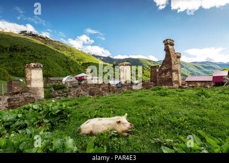 Georgia, Svaneti, Samegrelo-Zemo Svaneti, Ushguli, pig lying in meadow Stock Photo