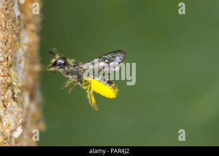 Large Scissor-bee (Chelostoma florisomne) in flight at entrance of nest hole with a load of pollen. Powys, Wales. July. Stock Photo