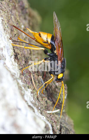 Giant Horntail or Woodwasp (Urocerus gigas) adult female laying eggs in the trunk of a Sitka Spruce (Picea sitchensis) tree. Powys, Wales. August.