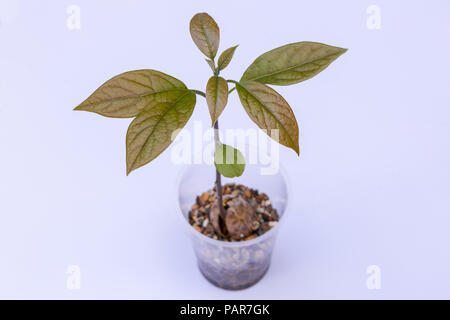 Avocado grown from the pip as a house plant in a glass. Stock Photo