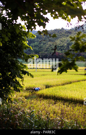 Farmer picking rice in the field in Guangxi province of China Stock Photo