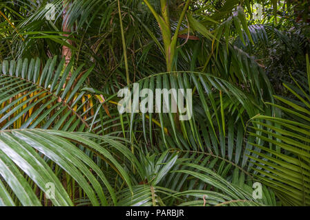 Tropical palm leaves, green rainforest background Stock Photo