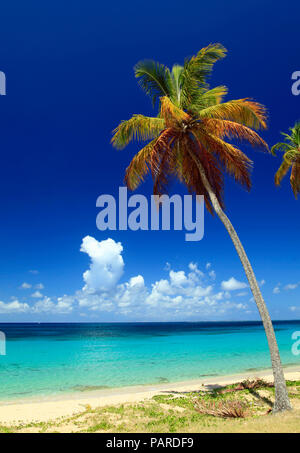 Palm Trees on Antigua Stock Photo