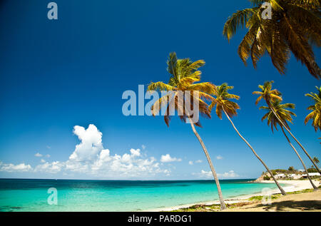 Palm Trees on Antigua Stock Photo