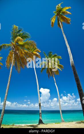 Palm Trees on Antigua Stock Photo